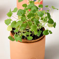 Modern Sprout Pet Tiny Terracotta Grow Kit - Curious Catnip
