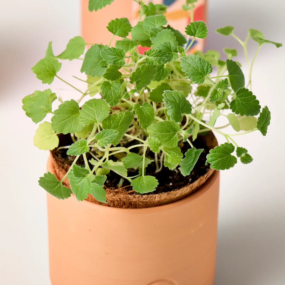 Modern Sprout Pet Tiny Terracotta Grow Kit - Curious Catnip