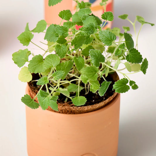 Modern Sprout Pet Tiny Terracotta Grow Kit - Curious Catnip