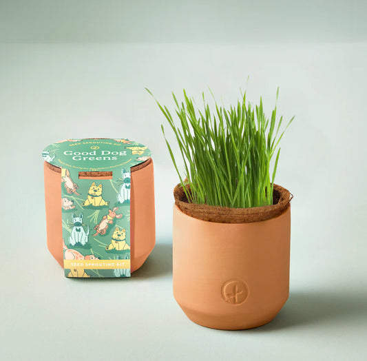 Modern Sprout Pet Tiny Terracotta Grow Kit - Good Dog Greens